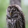 2020-06-09-mixnews-hungover-owls19.thumb.jpg.88e6ccf2362baeb4263b6eaff201c837.jpg