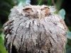 2020-06-09-mixnews-hungover-owls2.thumb.jpg.7a5ed86d5982b1792ec570efa8e13bb0.jpg
