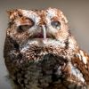 2020-06-09-mixnews-hungover-owls20.thumb.jpg.99496e38b785c5e4a858bcc8e12adae4.jpg