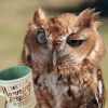 2020-06-09-mixnews-hungover-owls21.thumb.jpg.d213410080594ed7df6ef2560d471664.jpg
