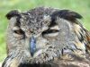 2020-06-09-mixnews-hungover-owls4.thumb.jpg.9ae45d398d50d3916cc09fe03a0320bc.jpg