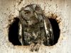 2020-06-09-mixnews-hungover-owls6.thumb.jpg.3f0ea78fc02257744916397438b1e4fe.jpg