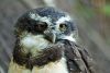 2020-06-09-mixnews-hungover-owls7.thumb.jpg.f5aa4169afeb07b439f67f3814e837cc.jpg