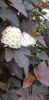 20200602_120551.thumb.jpg.d7f5ecfcff221183bf239953e182d503.jpg