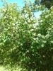 20200607_155346.thumb.jpg.35499e7421cf2a5cf5b741be2d167940.jpg