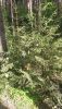 20200607_163521.thumb.jpg.3cc57bda8f2812332c86db06f7f2466d.jpg