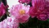 20200622_191156.thumb.jpg.ba58c23d9838d3d979f06ad6190ffbe2.jpg