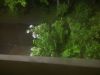 DSCF3875.thumb.JPG.c5eb4e4adfdc4f0526eb2317564bd987.JPG