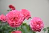 DSC_1087.thumb.JPG.9977706943f9719302858d6ba02b5463.JPG