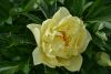 DSC_2572.thumb.JPG.e6b22384942db59cb2437c34c301a8f6.JPG