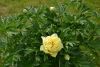 DSC_2578.thumb.JPG.7afdd11bfa099618bc397aca4a2adbe6.JPG