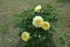 DSC_2624.thumb.JPG.c83120bc9645b9d299174a90ea5a79f4.JPG