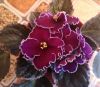 IMG-20200514-WA0011.thumb.jpg.b3369091cb74f5708409c8ca3769c690.jpg