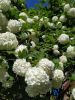 IMG-20200614-WA0009.thumb.jpg.1b9f0d288f81e4f3b40692bcdddd9ef9.jpg