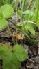 IMG-20200615-WA0028.thumb.jpg.de6bd91d5f089995ff2b5d717932c03e.jpg