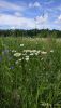 IMG-20200623-WA0008.thumb.jpg.f062cb959d6637f8fbdc5f68e8df2c5a.jpg