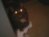 IMG0009A.thumb.jpg.b53a00a7d0eca64ecde40aa457699420.jpg