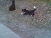 IMG0018A.thumb.jpg.955bd7afb9604cf0b41befff9a7a3d75.jpg