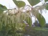IMG0035A.thumb.jpg.1dbad594e4e7f762fa1de75f9bda2f98.jpg