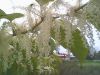 IMG0037A.thumb.jpg.ae0378451ff88f96f6b450c3d9d13c9e.jpg