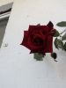 IMG_20200608_133502.thumb.jpg.57847915c2d46db524c26ead20f63909.jpg