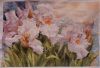 Irises8.JPG.572246f700cbc7b7e9f0b73dc1f5ad46.thumb.jpg.7b6433b73f7d825dc474a5632dbb5124.jpg