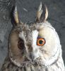 1200px-Strix_aluco_Waldohreule_Gesichtsschleier_2.thumb.jpg.8ae49b2123b04fbb2bc580ed4bb5f921.jpg