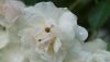 1545713001_DSC085501.thumb.JPG.5dc27a24e49906456815a03b9dad57ff.JPG