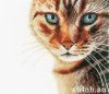 Lanarte 21202, Cat Close Up
