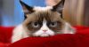 635992707959380360-1327033223_08-grumpy-cat-w1200-h630.thumb.jpg.b21e3e3a3229f703a1311b016bbf65a5.jpg