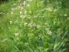 DSC03765.thumb.JPG.009a314811b3c865951b5a49cfd2722f.JPG