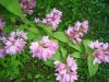 DSC03770.thumb.JPG.22d864d34b14020aef4c7fc4dae4a2b1.JPG