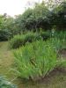 DSC03776.thumb.JPG.7249811fe651f2b34b54a374cb22ea96.JPG