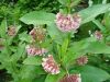 DSC03820.thumb.JPG.ff917eabdb57ae6cd8b9f89214ce7752.JPG