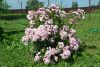 DSC_2922.thumb.JPG.970dac74536c342904bf1485320e7c06.JPG