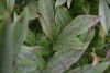 DSC_2975.thumb.JPG.2b962c34b59be270434bd05a76c971fc.JPG