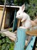 IMG-20200628-WA0006.thumb.jpg.34d8391c2cd1a056e86dfb52e325db62.jpg