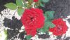 IMG-20200710-WA0002.thumb.jpg.d0753fc9d5de144242f87d4ddbc5a2c1.jpg