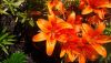 IMG-20200710-WA0004.thumb.jpg.00373bf9c17078586e2d4d79f93dc231.jpg
