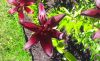 IMG-20200710-WA0005.thumb.jpg.e1c54b332d8f73ed19e80d08c2b365f1.jpg
