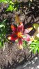 IMG-20200710-WA0006.thumb.jpg.e38df646527aea8a7be33376f0a91d50.jpg