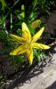 IMG-20200710-WA0007.thumb.jpg.b222884a3e1c9ffb93e2ee394cc2116d.jpg