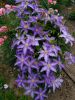 IMG-20200713-WA0045.thumb.jpg.b644794d5638876dfa0067e5b5b5ec71.jpg