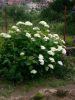 IMG-20200713-WA0046.thumb.jpg.b043129cacf587e21d4e769d8b9b8c05.jpg