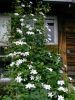 IMG-20200713-WA0051.thumb.jpg.8ad014dd5de31c049329d23076f60905.jpg