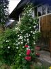 IMG-20200713-WA0055.thumb.jpg.5b0bb556615b968b54856b6548ce8f88.jpg