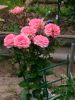 IMG-20200713-WA0056.thumb.jpg.bf85f6a9ec20c00eb8ba73d409e81f4d.jpg