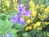 IMG0091A.thumb.jpg.8d289c9f4cf37c6d711be9e96a157aea.jpg
