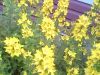 IMG0094A.thumb.jpg.3ee92f5e2c645f8211cae8740010bd8a.jpg