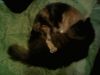 IMG0108B.thumb.jpg.2cdba55e3b32e6f90dfe8dfc98139c45.jpg